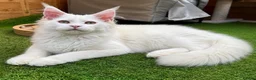 Maine Coon cats for sale: Outstanding pedigree kittens - Advert 6