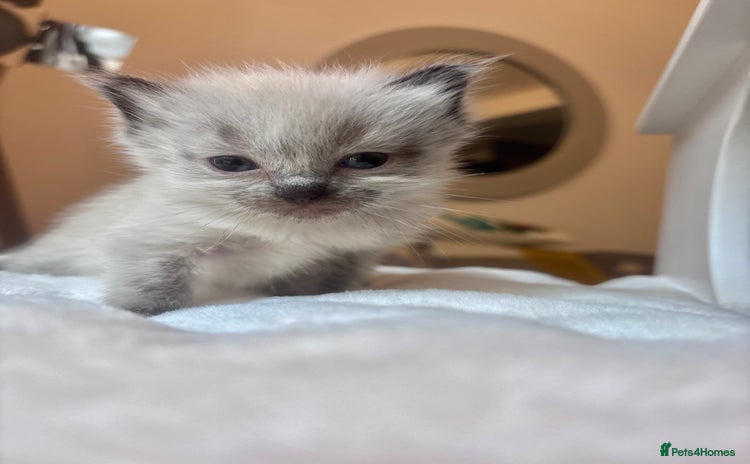 Ragdoll cats - Advert 7