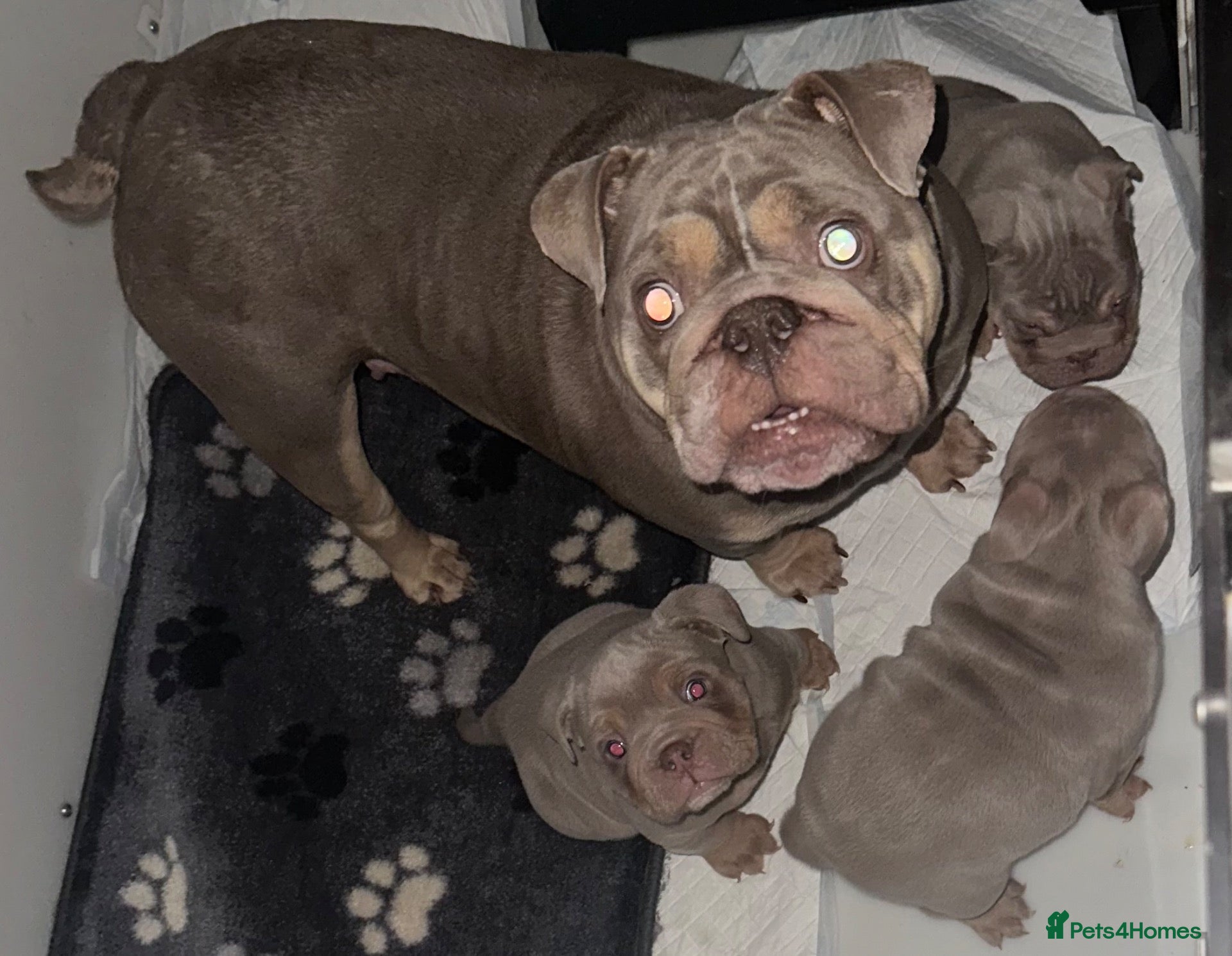 Olde English Bulldogge dogs Outstanding litter of bulldog puppies - Advert 2