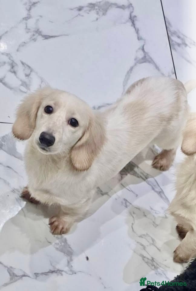 Miniature Dachshund dogs DOUBLE INTENSITY CREAM PIEBALD LONGHAIRED KC STUD - Advert 1