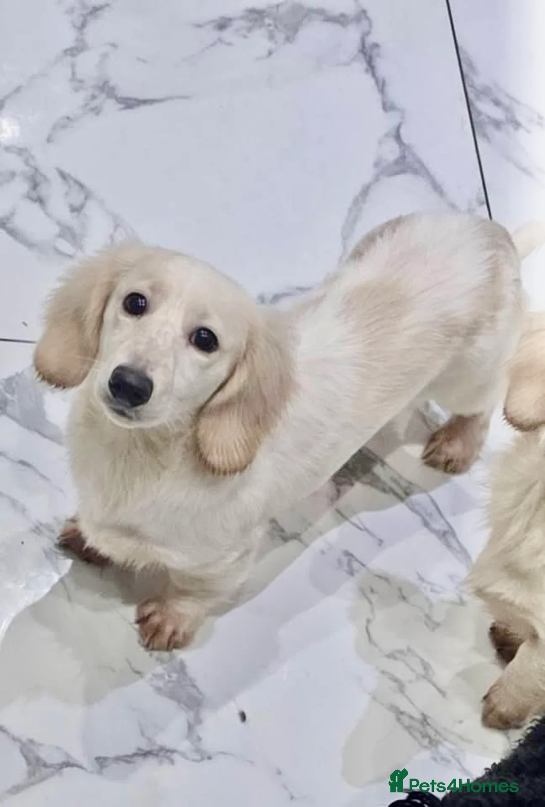 Miniature Dachshund dogs for stud: DOUBLE INTENSITY CREAM PIEBALD LONGHAIRED KC STUD - Advert 1
