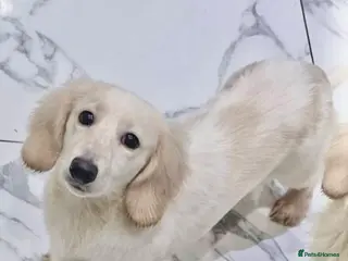Miniature Dachshund dogs for stud: DOUBLE INTENSITY CREAM PIEBALD LONGHAIRED KC STUD - Advert 2