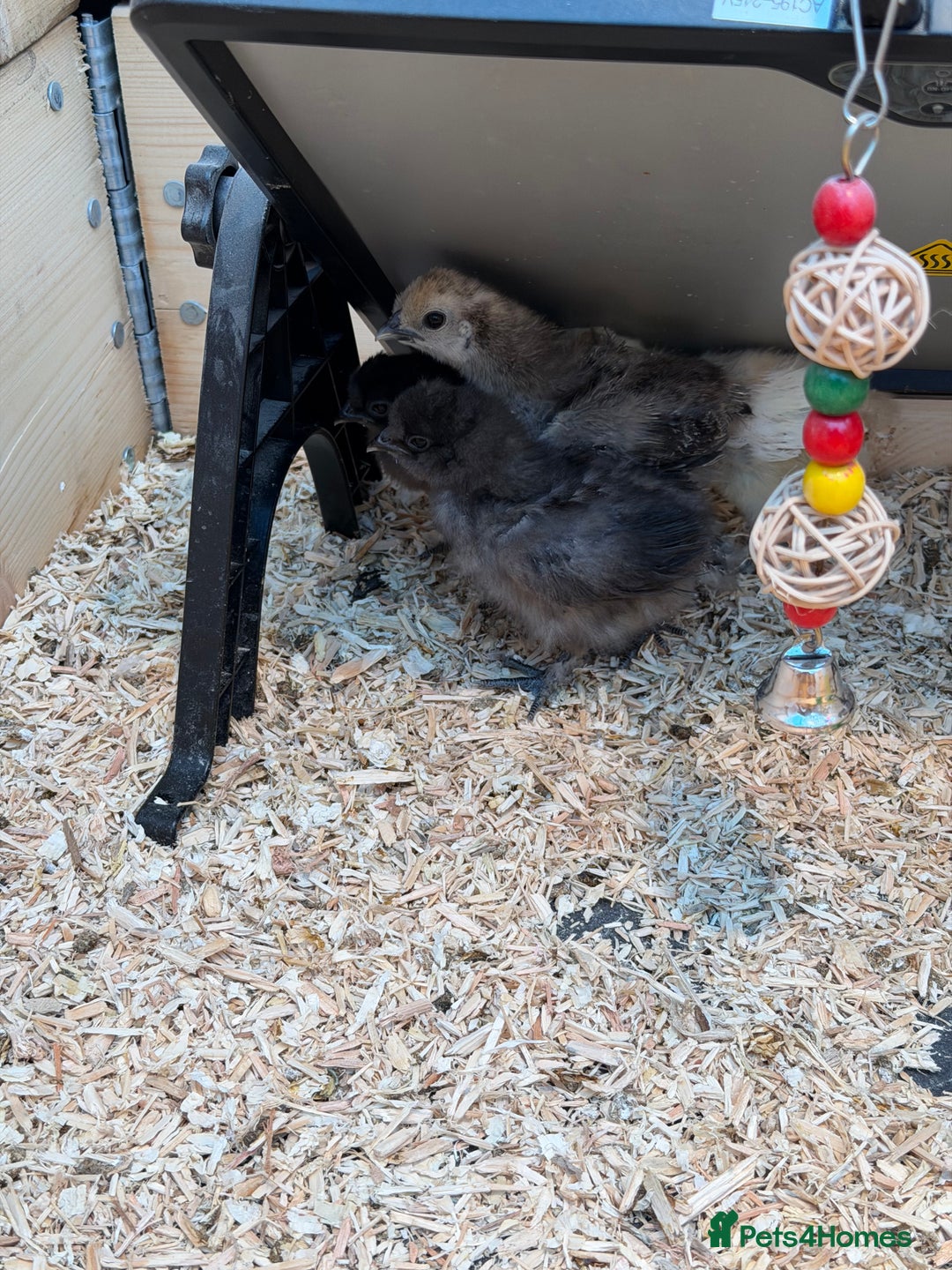 Chickens poultry for sale: ⭐️Silkie chicks and hatching eggs⭐️ - Advert 8