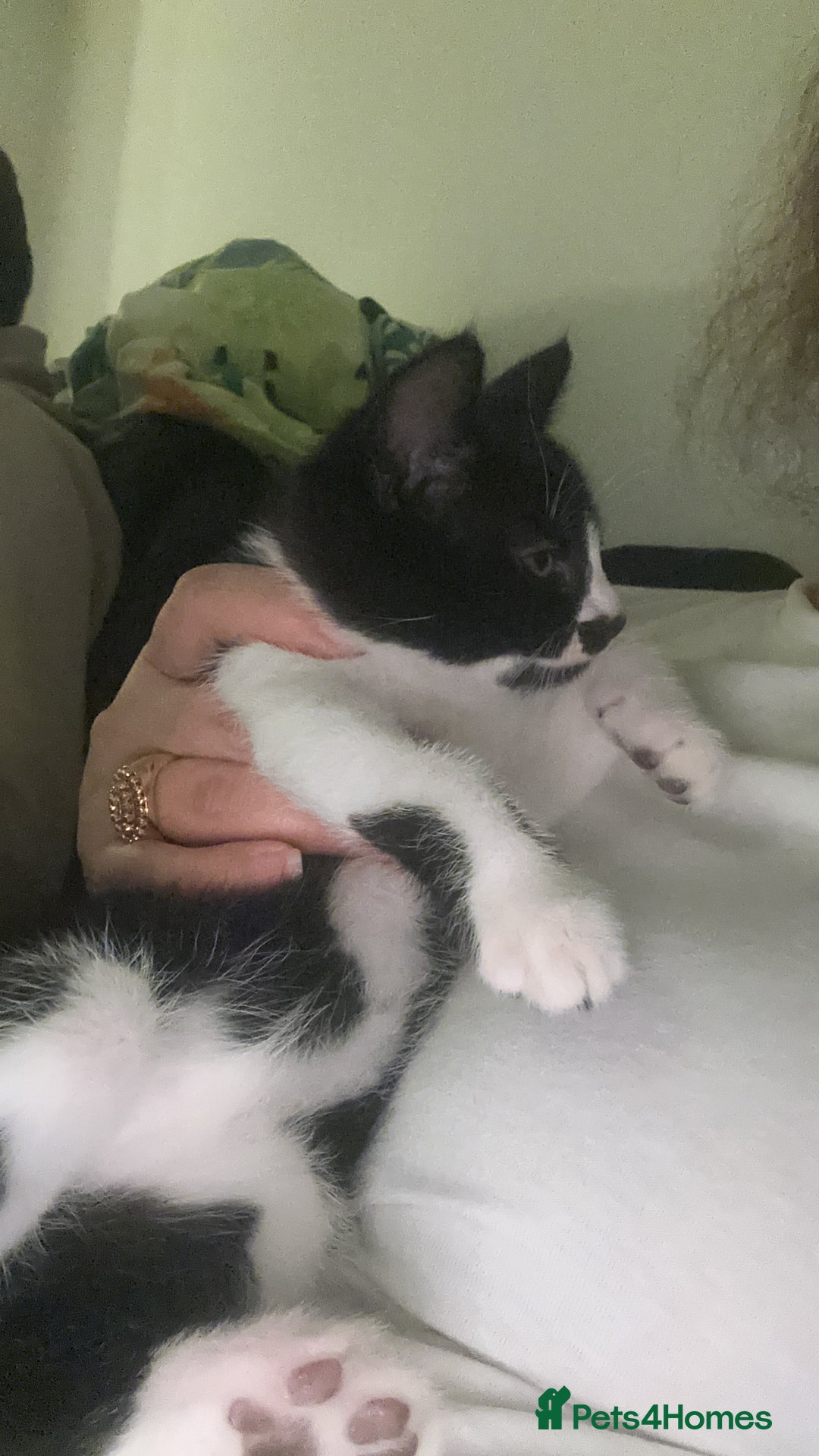 Mixed Breed cats for sale: Kittens  - Advert 3