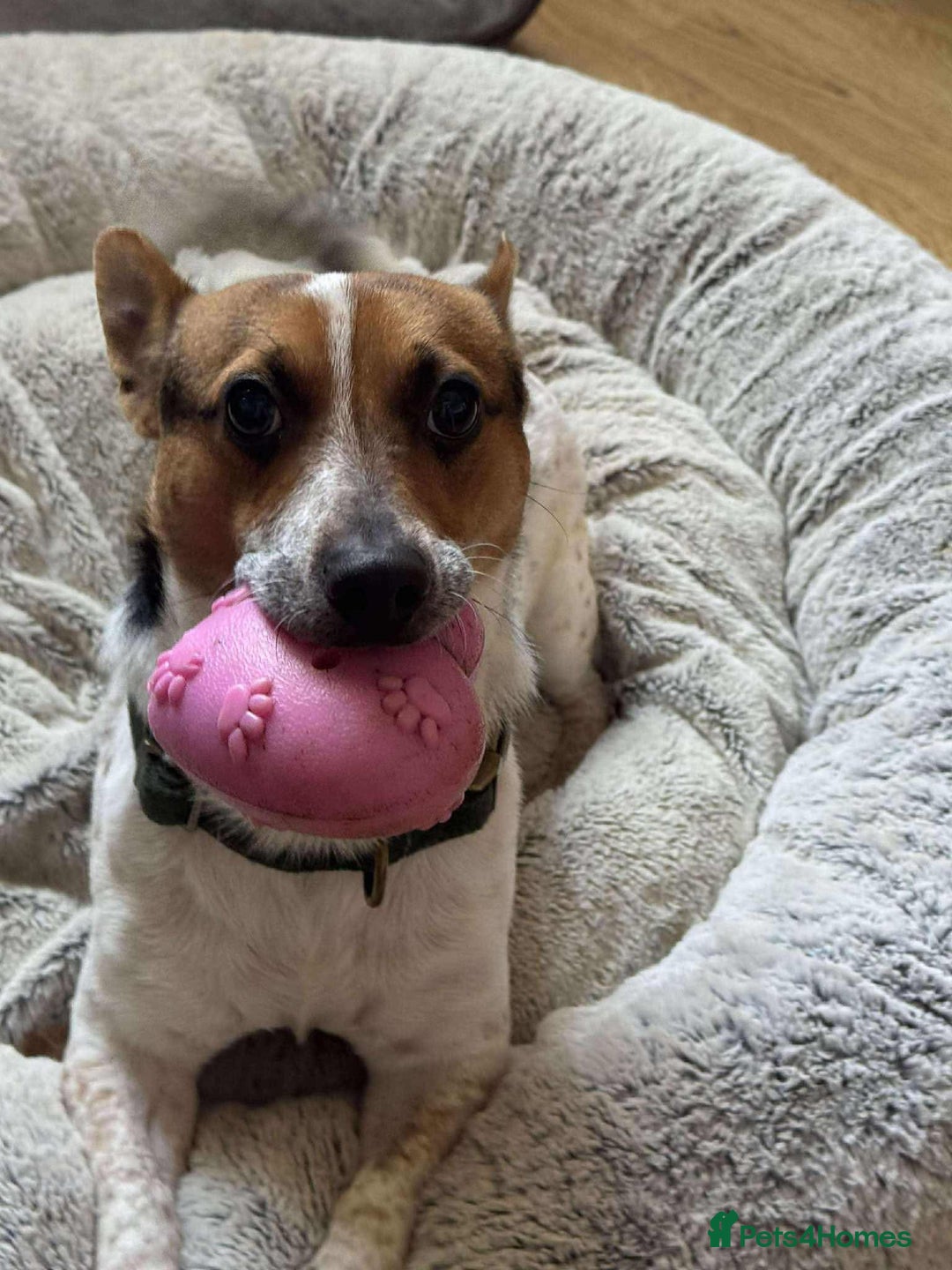 Jack Russell dogs for adoption: Bandit - Hingham Norfolk  - Advert 1