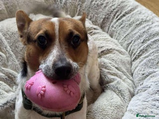 Jack Russell dogs for adoption: Bandit - Hingham Norfolk - Advert 2