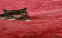 European cats for sale: Kitten  - Image 2
