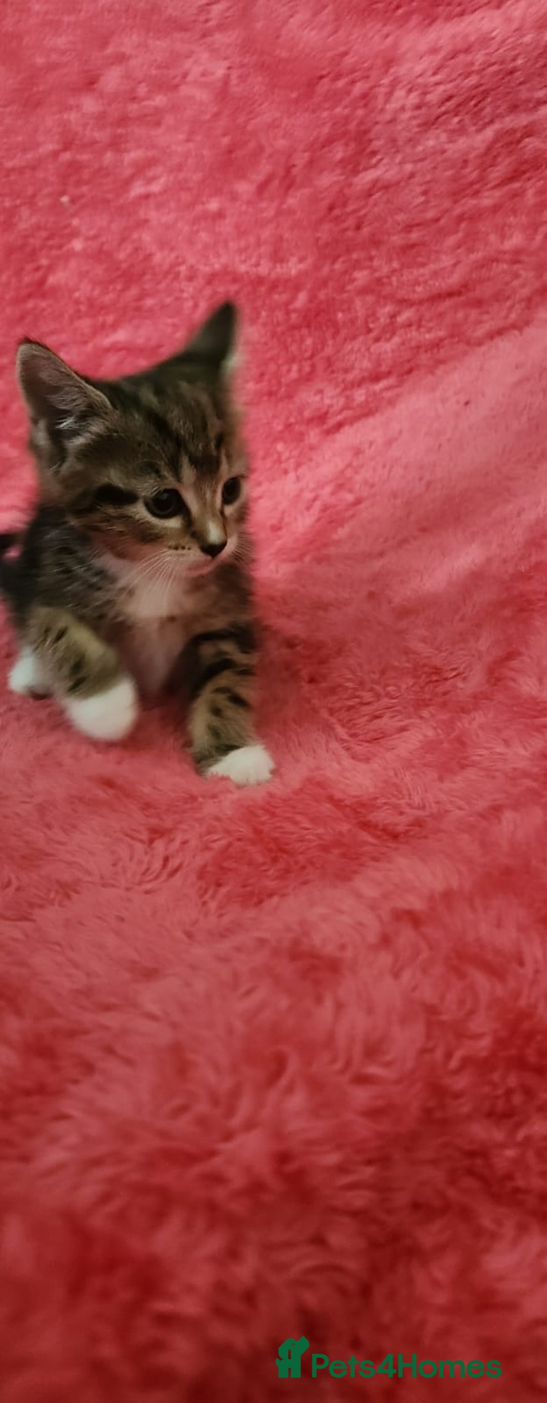 European cats for sale: Kitten  - Image 2