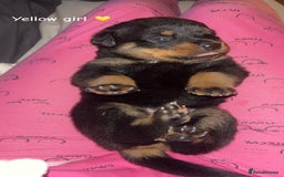 Rottweiler dogs for sale: Beautiful Rottweiler pups  - Image 8