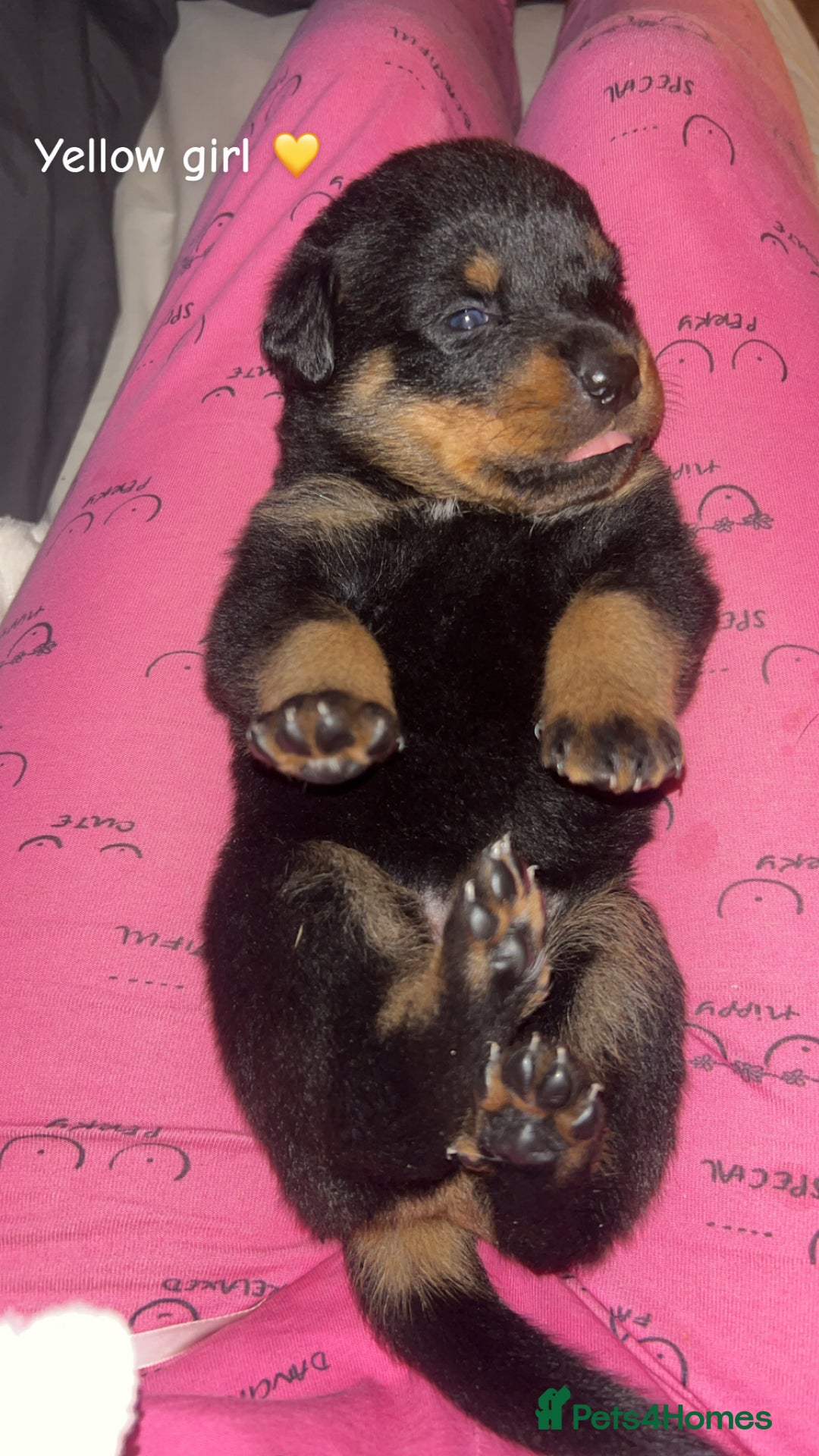Rottweiler dogs for sale: Beautiful Rottweiler pups  - Image 8