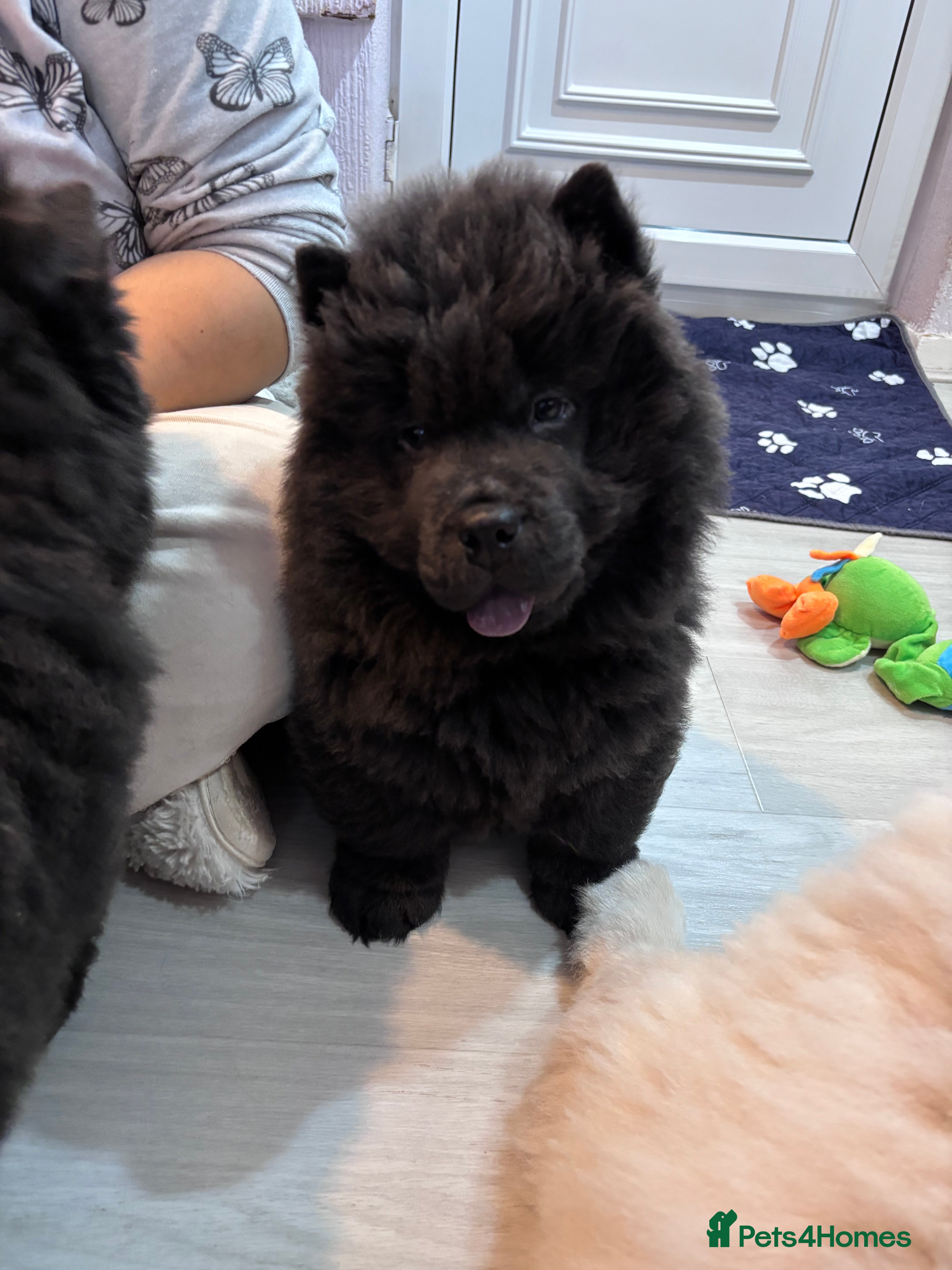 Chow Chow dogs Last Blue boy Chow Chow  - Advert 2