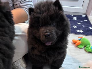 Chow Chow dogs Last Blue boy Chow Chow - Advert 2