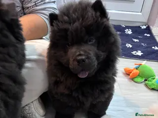 Chow Chow dogs Last Blue boy Chow Chow - Advert 15