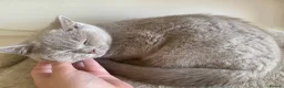 British Shorthair cats for sale: Championship line GCCF British Shorthair Kittens - Advert 20