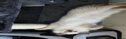 Ragdoll cats for sale: GCCF REGISTERED RAGDOLL KITTENS  - Advert 5