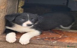Border Collie dogs for sale: Gorgeous border collie puppies  - Image 6