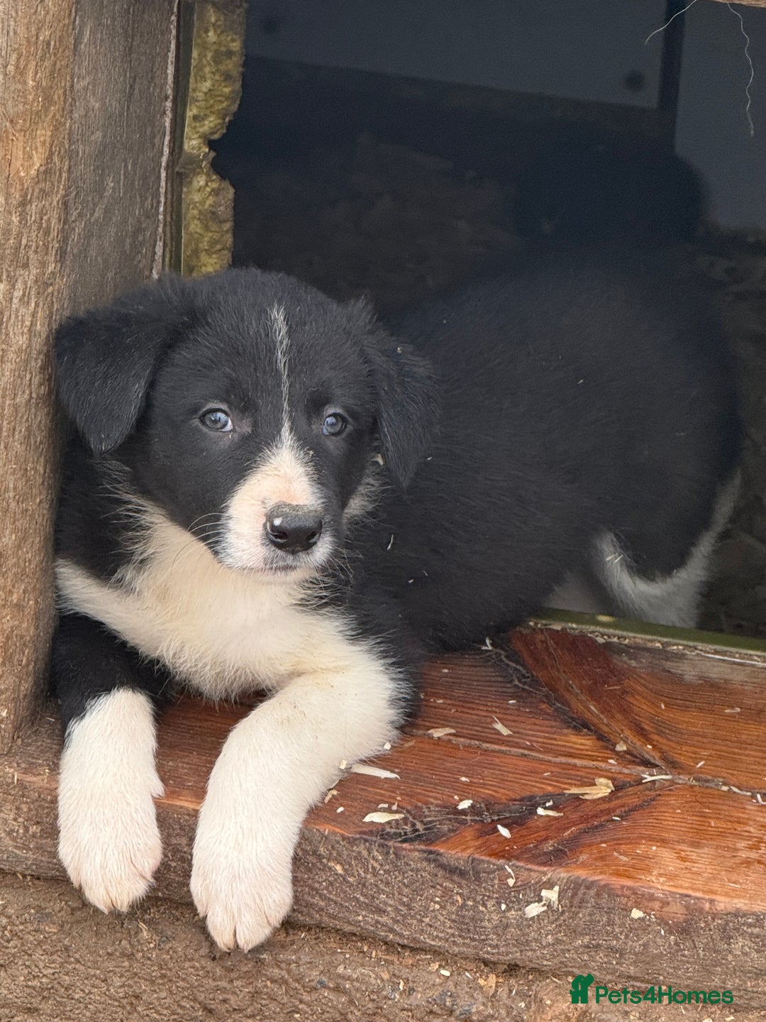 Border Collie dogs for sale: Gorgeous border collie puppies  - Image 6