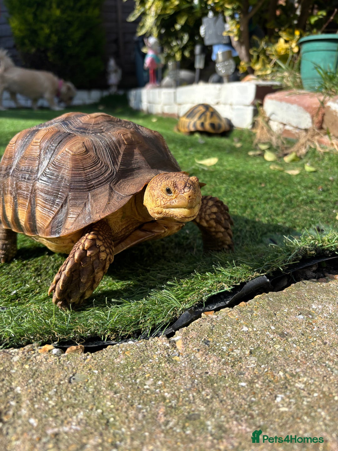 Tortoise reptiles for sale: Sulcata tortise   - Advert 1