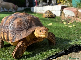 Tortoise reptiles Sulcata tortise - Advert 1