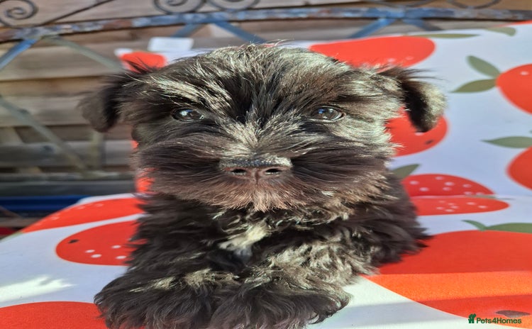 Miniature Schnauzer dogs - Advert 6