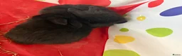 Mini Lion Lop rabbits for sale: 3x boy bunnies pure black  - Advert 5