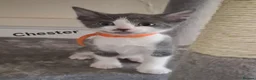 British Shorthair cats for sale: 4 Beautiful Kittens for sale in Hamilton - Advert 6