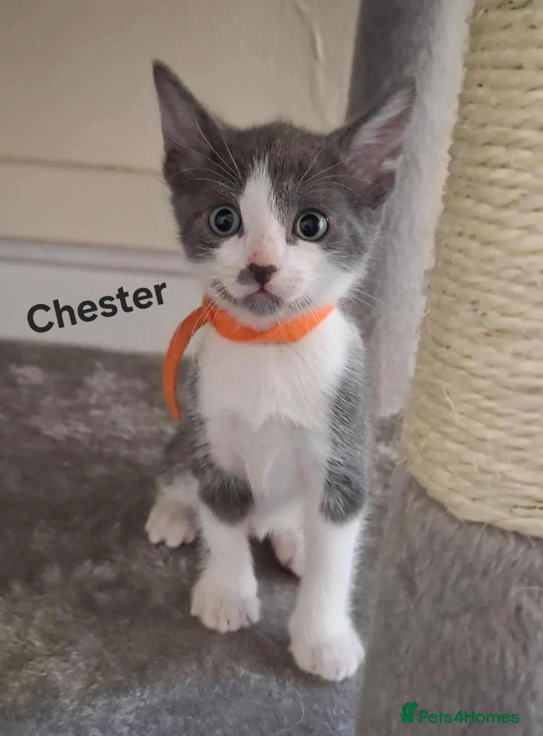 British Shorthair cats for sale: 4 Beautiful Kittens for sale in Hamilton - Advert 6