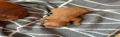 Cockapoo 3