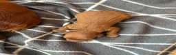 Cockapoo dogs for sale: Cockapoo Puppies - Advert 8