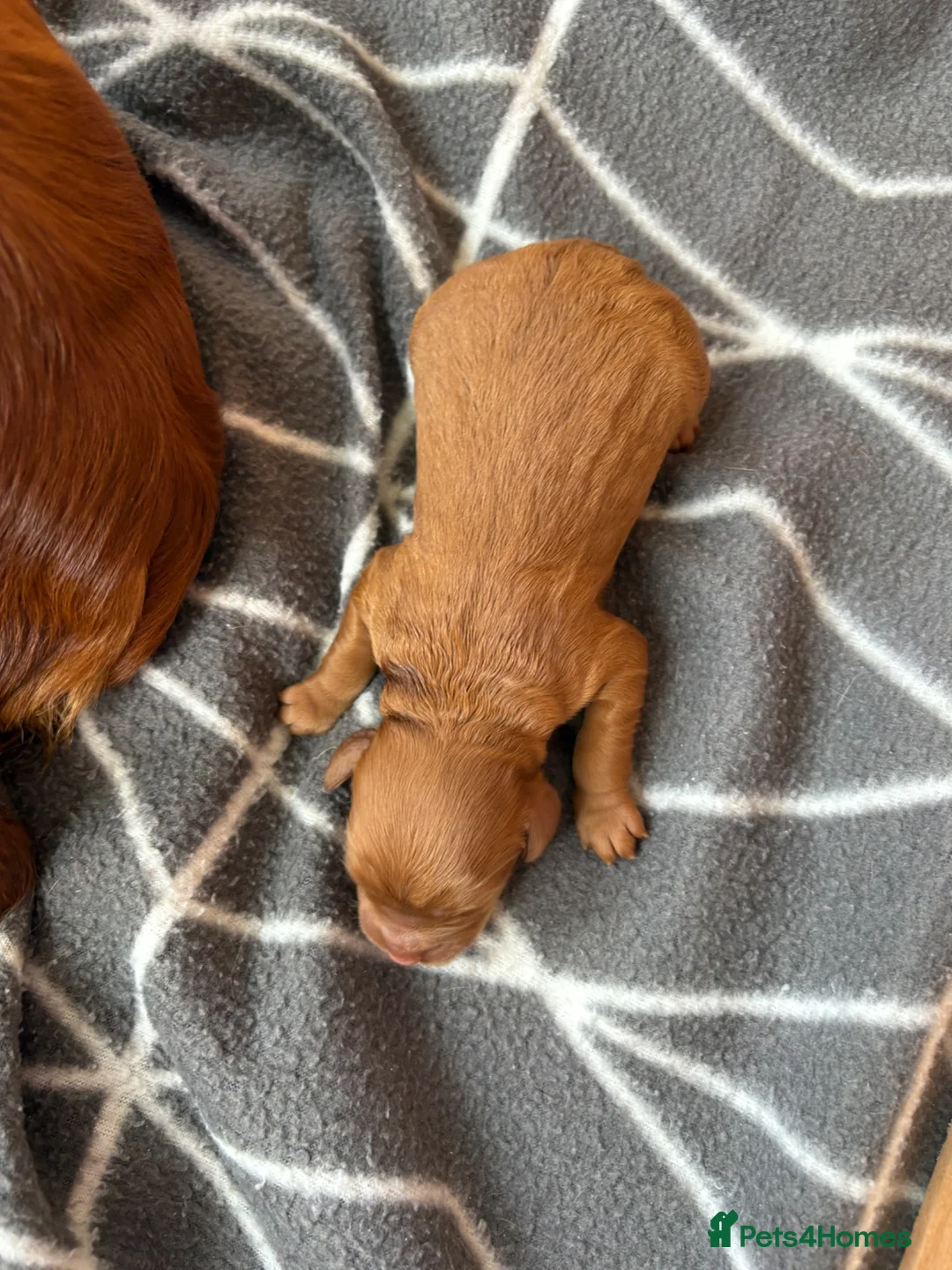 Cockapoo dogs for sale: Cockapoo Puppies - Advert 8