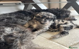 Mixed Breed dogs for sale: ✨ 2 Labradoodle x Australian Labradoodle Puppies  - Image 6