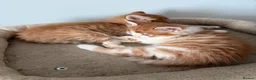Mixed Breed cats for sale: Adorable fluffy ginger and white kittens - Advert 16