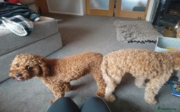 Cavapoo dogs for stud: Proven F1 Cavapoo available for Stud  - Image 2