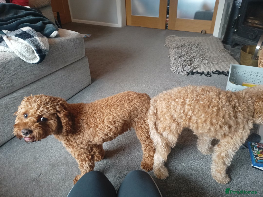 Cavapoo dogs for stud: Proven F1 Cavapoo available for Stud  - Image 2