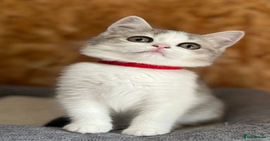 British Shorthair cats - Advert 1