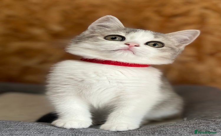 British Shorthair cats - Advert 1