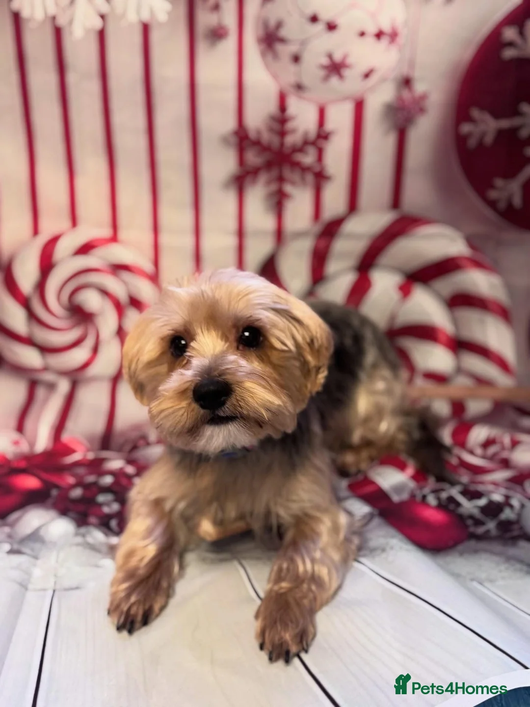 Yorkshire Terrier dogs for sale: Adorable litter 3 Yorkshire Terrier Puppies  - Advert 2