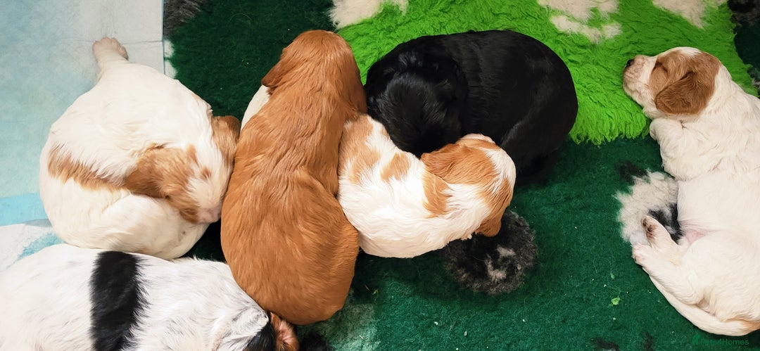 Mixed Breed dogs for sale: Stunning health tested sprollie x cocker  - Image 17