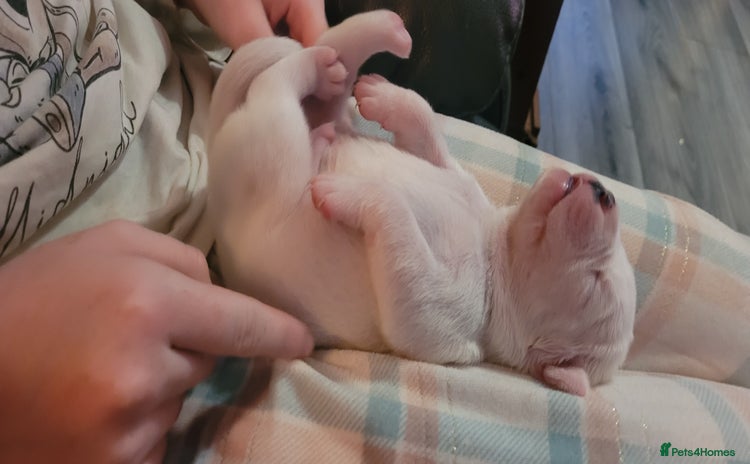 Dorset Olde Tyme Bulldogge dogs - Advert 1