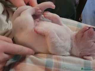 Dorset Olde Tyme Bulldogge dogs - Advert 7