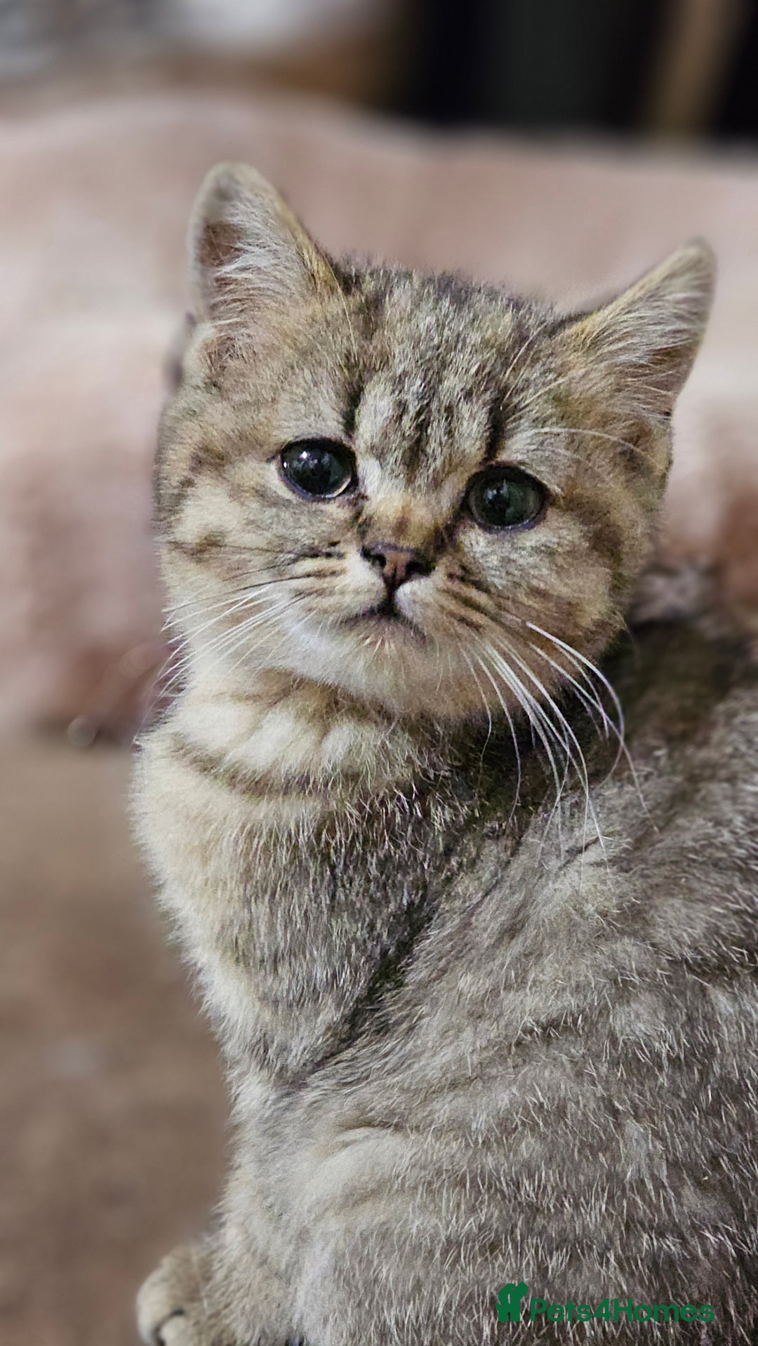 British Shorthair cats for sale: Pure Breed British Shorthair Tabby Female Kitten - Advert 3