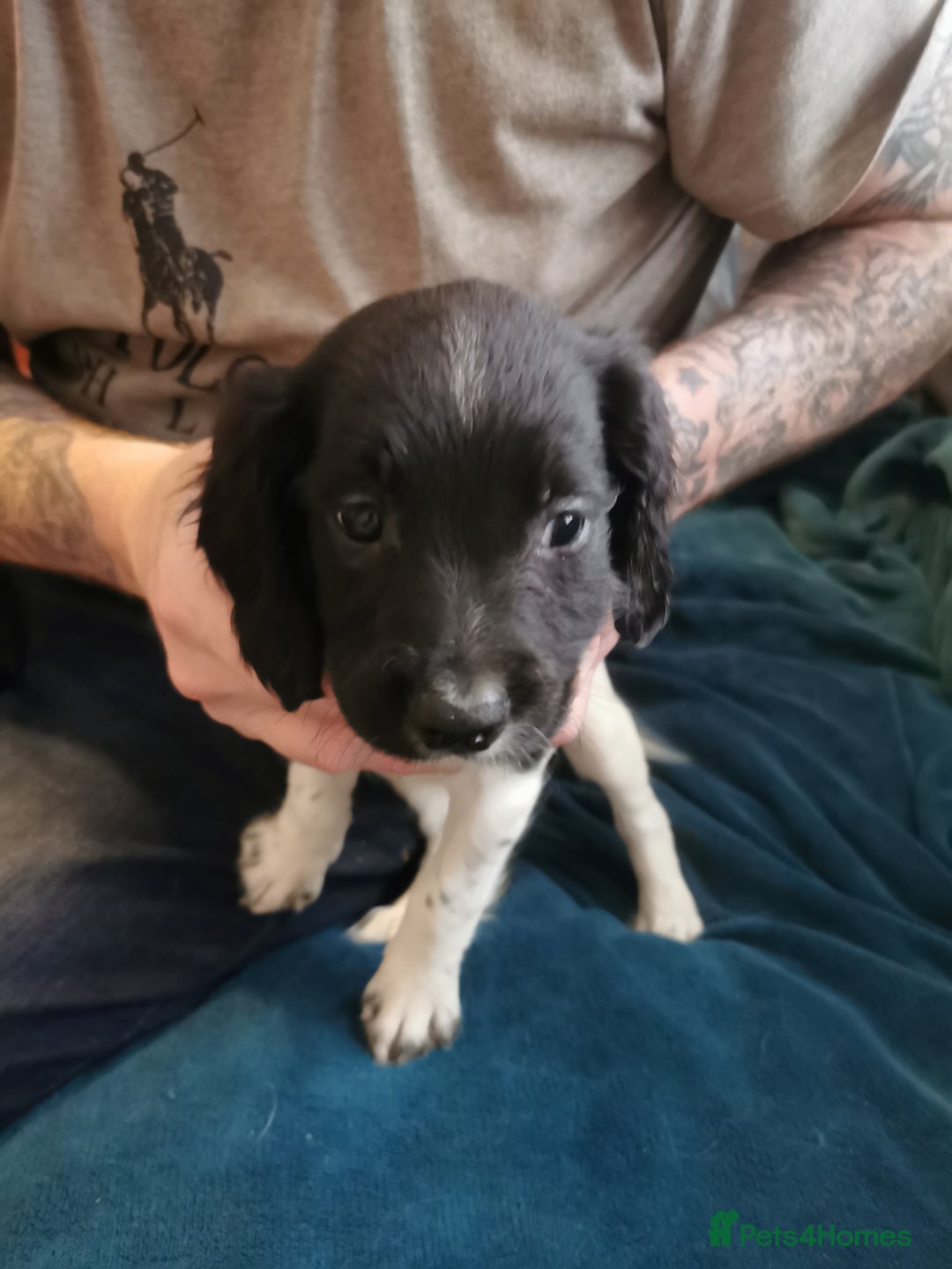 English Springer Spaniel dogs for sale: 9 Beautifully marked English Springer Spaniels  - Image 9
