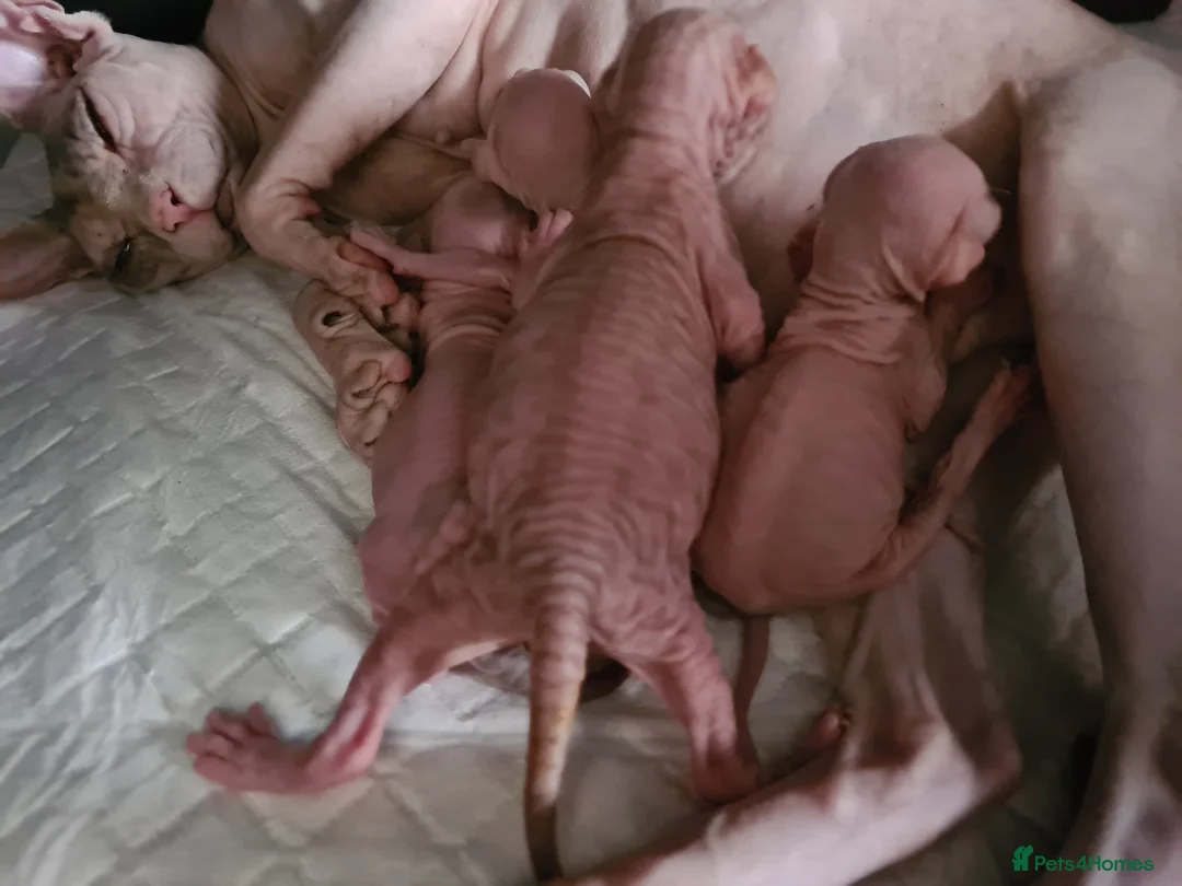 Sphynx cats for sale: Sphynx kittens - Advert 5