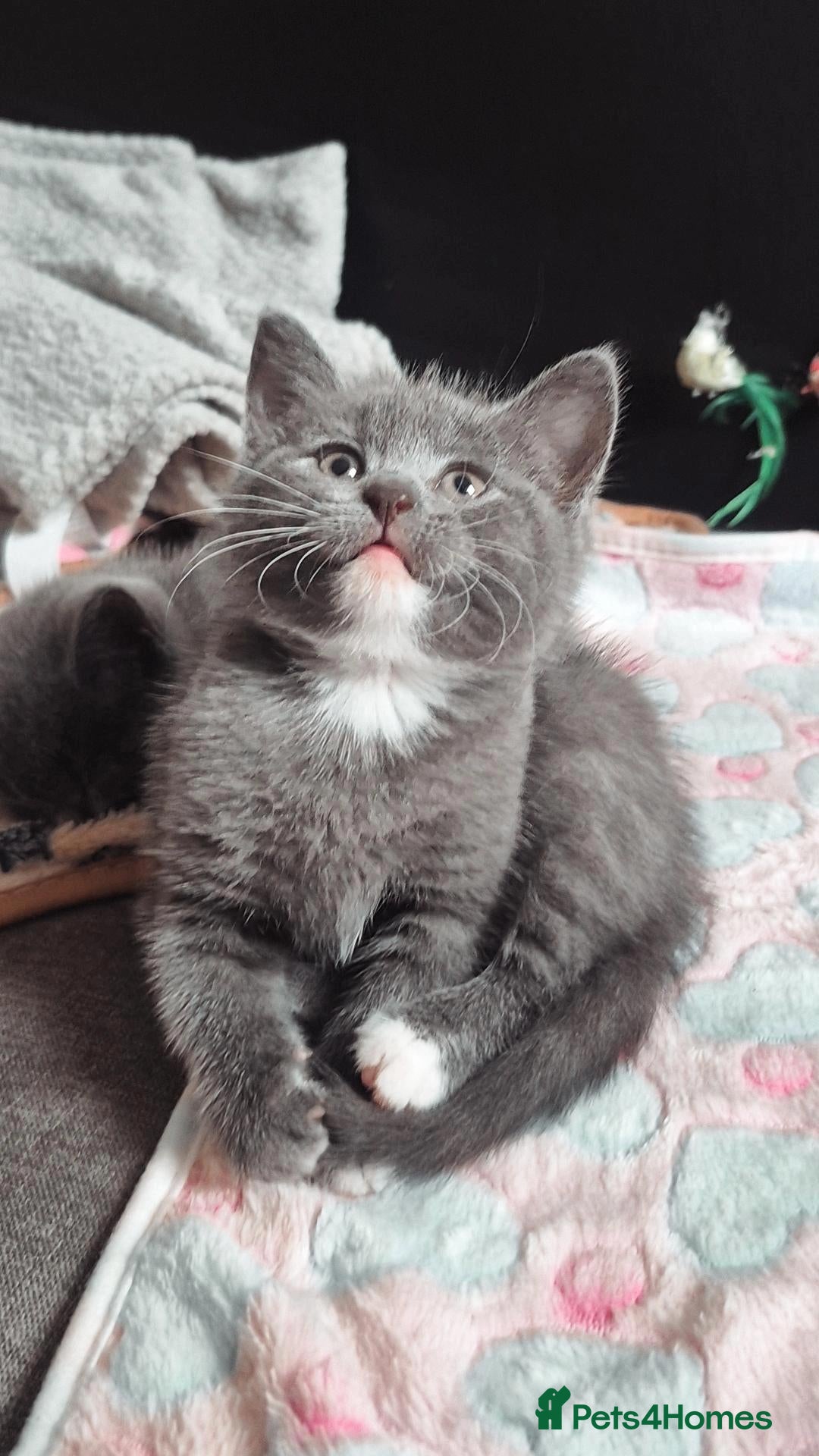 British Shorthair cats Beautiful Blue Shorthair Kittens - 2 Girls Left - Advert 4