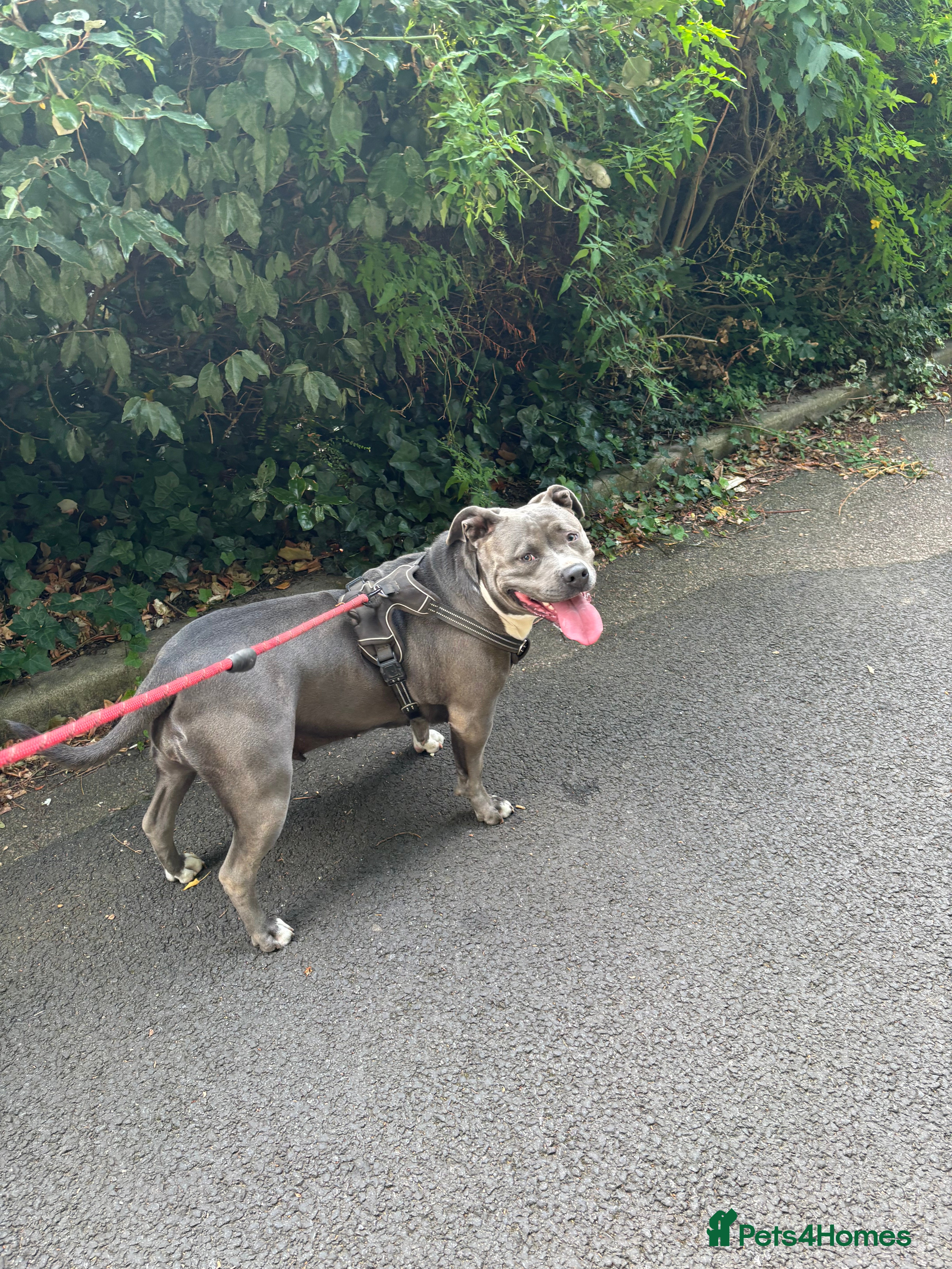 American Bully dogs Beautiful blue bully girl for sale  - Advert 2