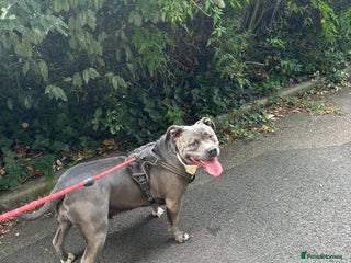 American Bully dogs Beautiful blue bully girl for sale - Advert 1