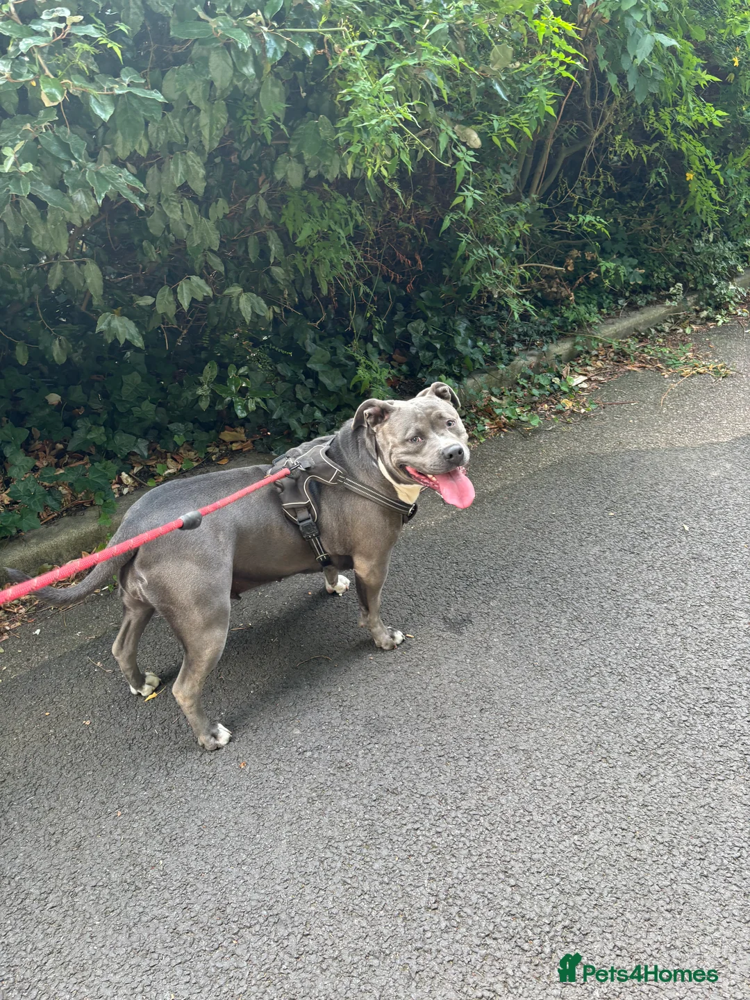 American Bully dogs for sale: Beautiful blue bully girl for sale  - Advert 3