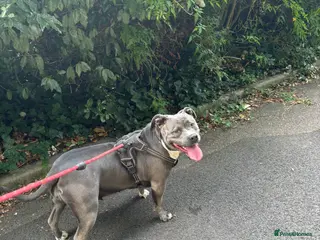 American Bully dogs Beautiful blue bully girl for sale - Advert 11