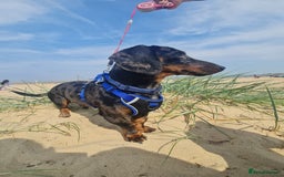 Dachshund dogs for stud: Stunning male in Kenilworth - Image 2