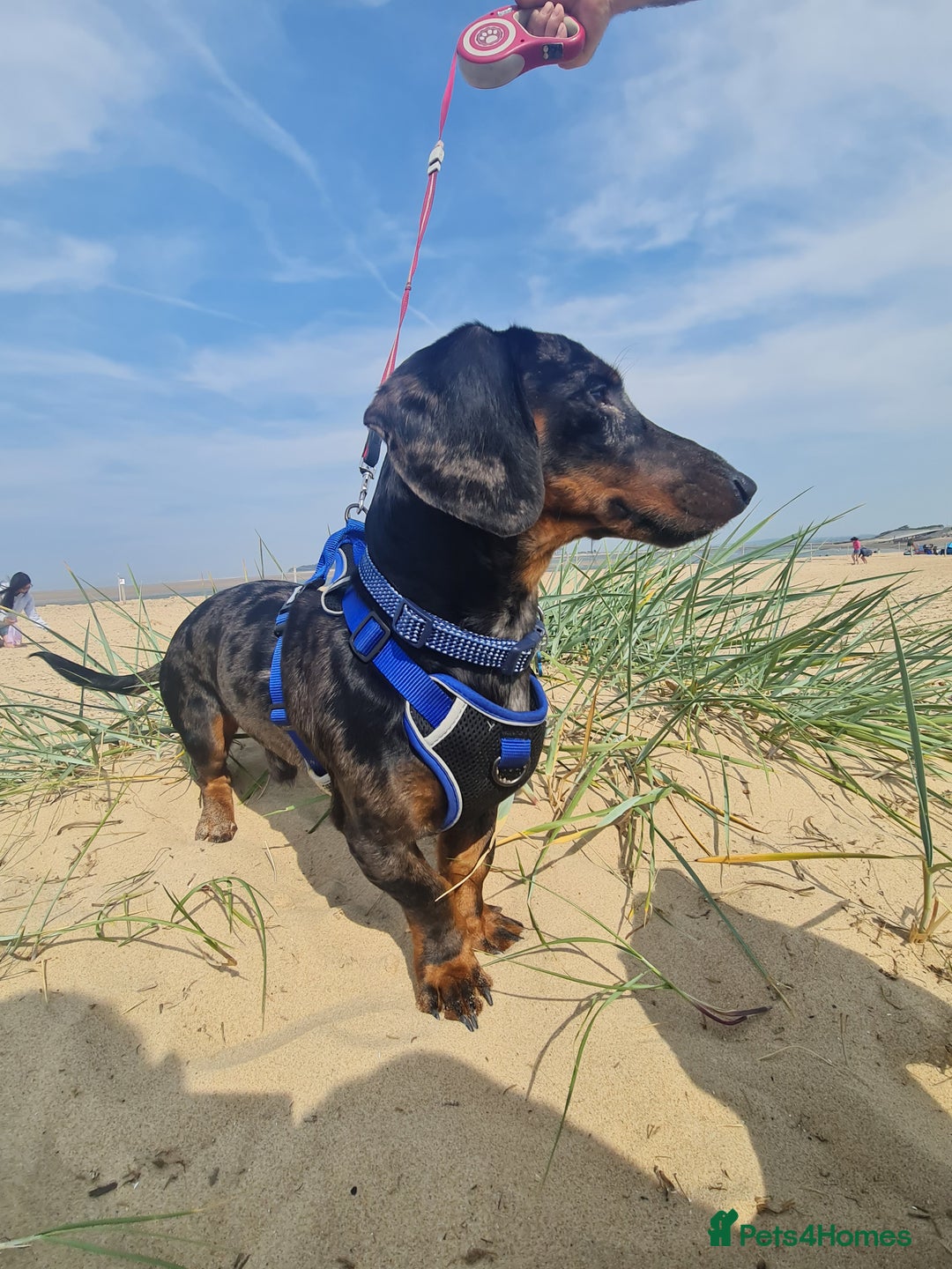 Dachshund dogs for stud: Stunning male in Kenilworth - Image 2